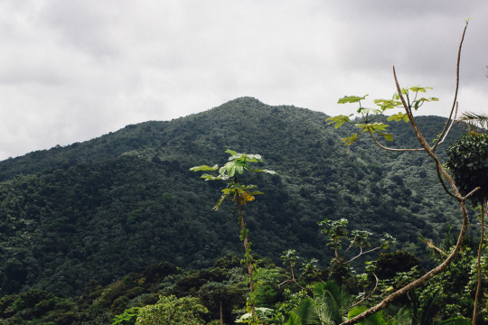  El Yunque rainforest in Puerto Rico