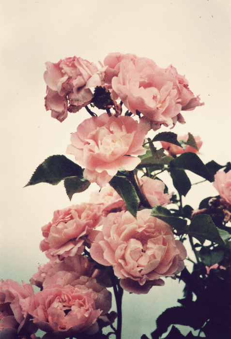 Vintage Flowers On Tumblr