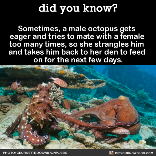 sometimes-a-male-octopus-gets-eager-and-tries-to