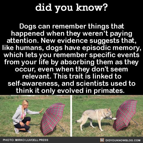 dogs-can-remember-things-that-happened-when-they