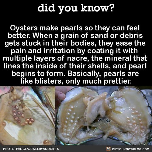 oysters-make-pearls-so-they-can-feel-better-when