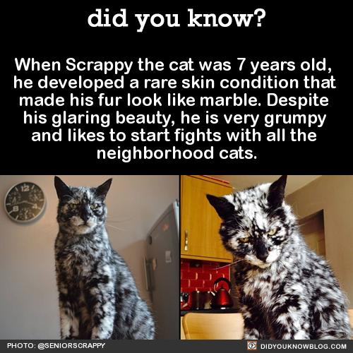when-scrappy-the-cat-was-7-years-old-he