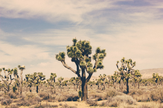 Day trip from Palm Springs to Joshua Tree National park