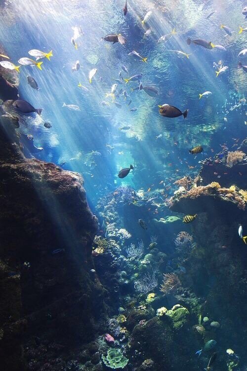 nature aquarium  Tumblr
