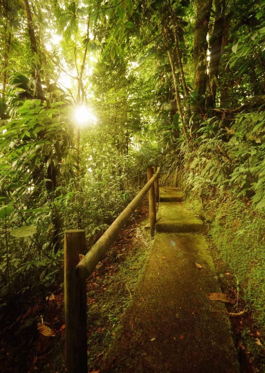 Mossy path and sunlight earlier today in a rainforest in Martinique. An unforgettable experience.