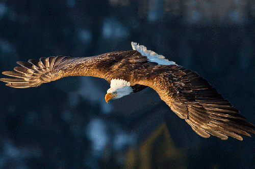Paul' Web Logs: Eagle Flying