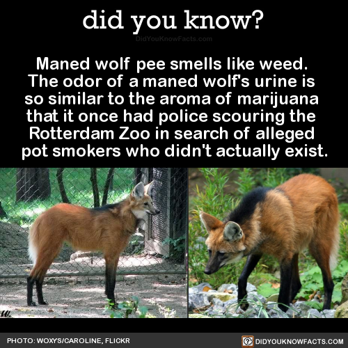 maned-wolf-pee-smells-like-weed-the-odor-of-a
