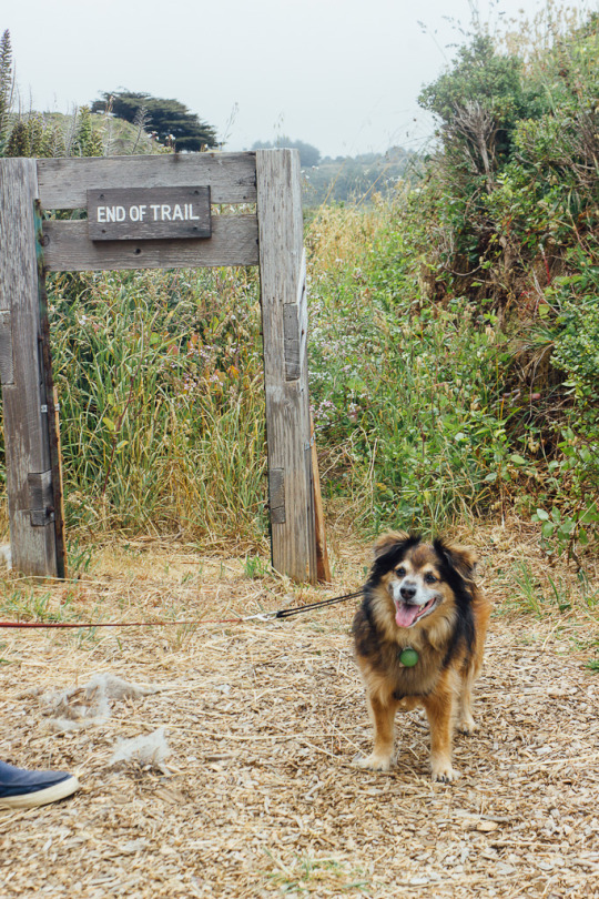 dog friendly gualala, dog friendly road trips, California road trips with dogs, 