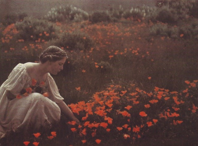 Arnold Genthe. Helen MacGowan Cooke picking California golden poppies in a field. 1906.