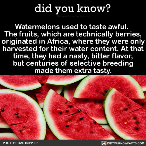 watermelons-used-to-taste-awful-the-fruits