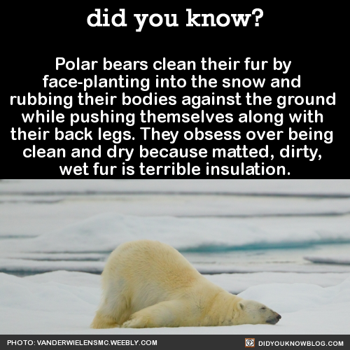did-you-kno-polar-bears-clean-their-fur-by