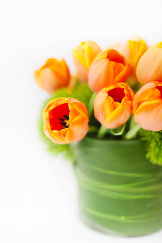 orange tulips