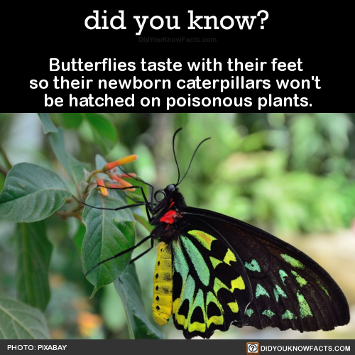 butterflies-taste-with-their-feet-so-their