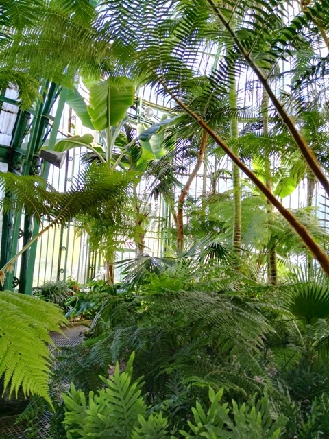 jungle palmier