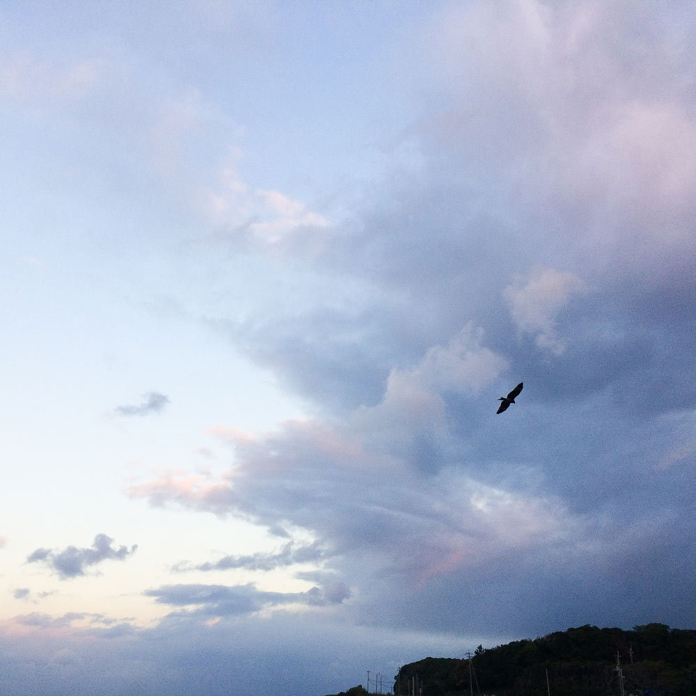 屋久島の空、鳥4