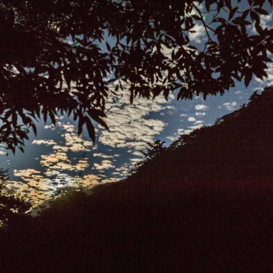 屋久島の森　月夜