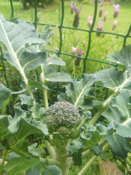 vegetable garden on Tumblr