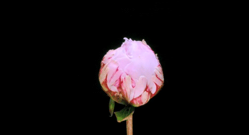 Képtalálat a következőre: „tumblr gif flower”