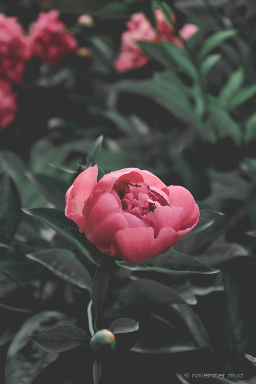 pink flower aesthetic | Tumblr