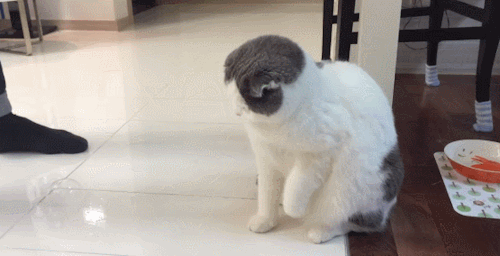 Fluffy Cat is Startled by Bubble Cute