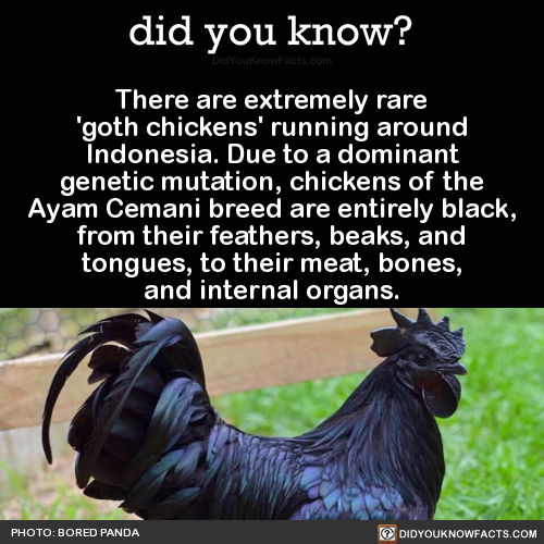 there-are-extremely-rare-goth-chickens-running