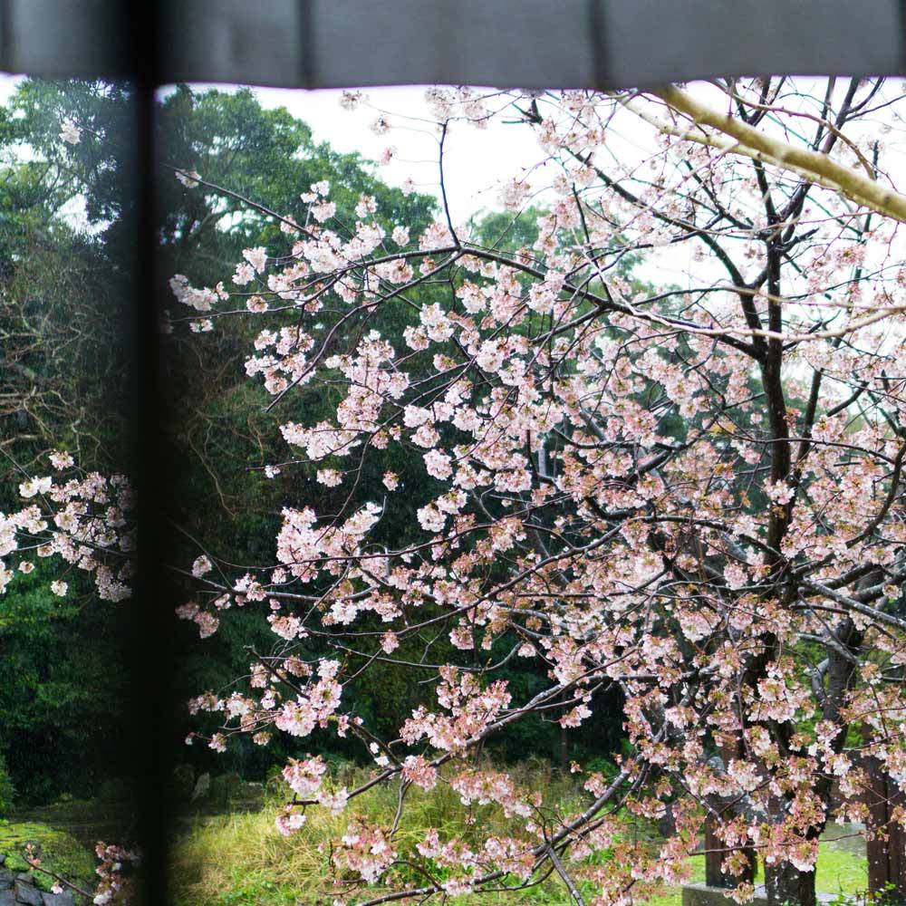 屋久島の桜　雨