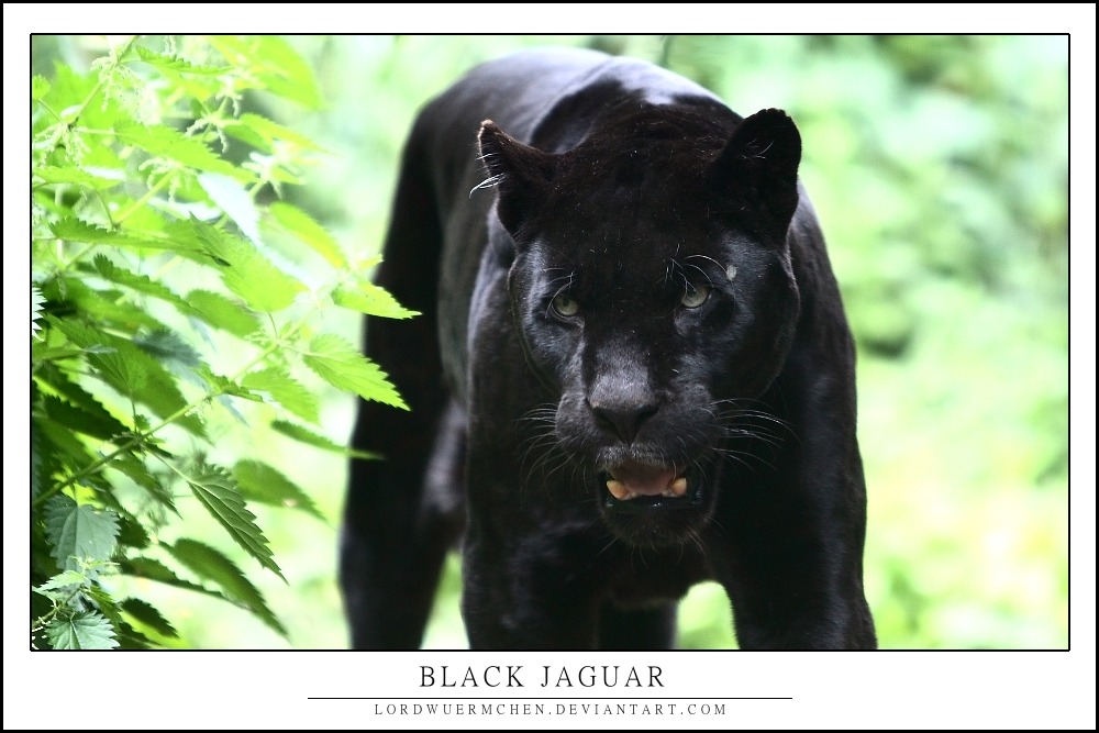 Black jaguar by AF–Photography