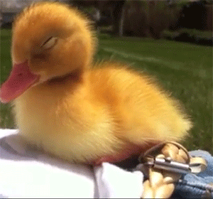 Image result for duck gifs