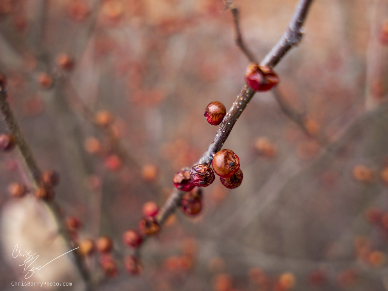 Actually a decent amount of pictures today, starting out with bokeh berries