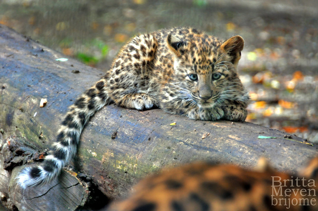 Leopard cub by brijome