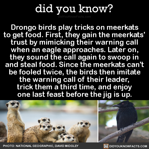 drongo-birds-play-tricks-on-meerkats-to-get-food