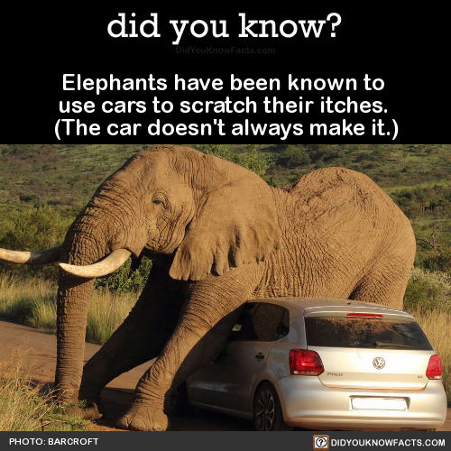 elephants-have-been-known-to-use-cars-to-scratch