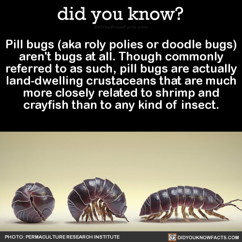 pill-bugs-aka-roly-polies-or-doodle-bugs-arent