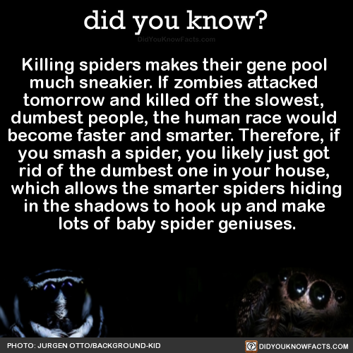 killing-spiders-makes-their-gene-pool-much