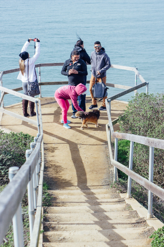 dog friendly Marin county hikes at Muir Beach overlook