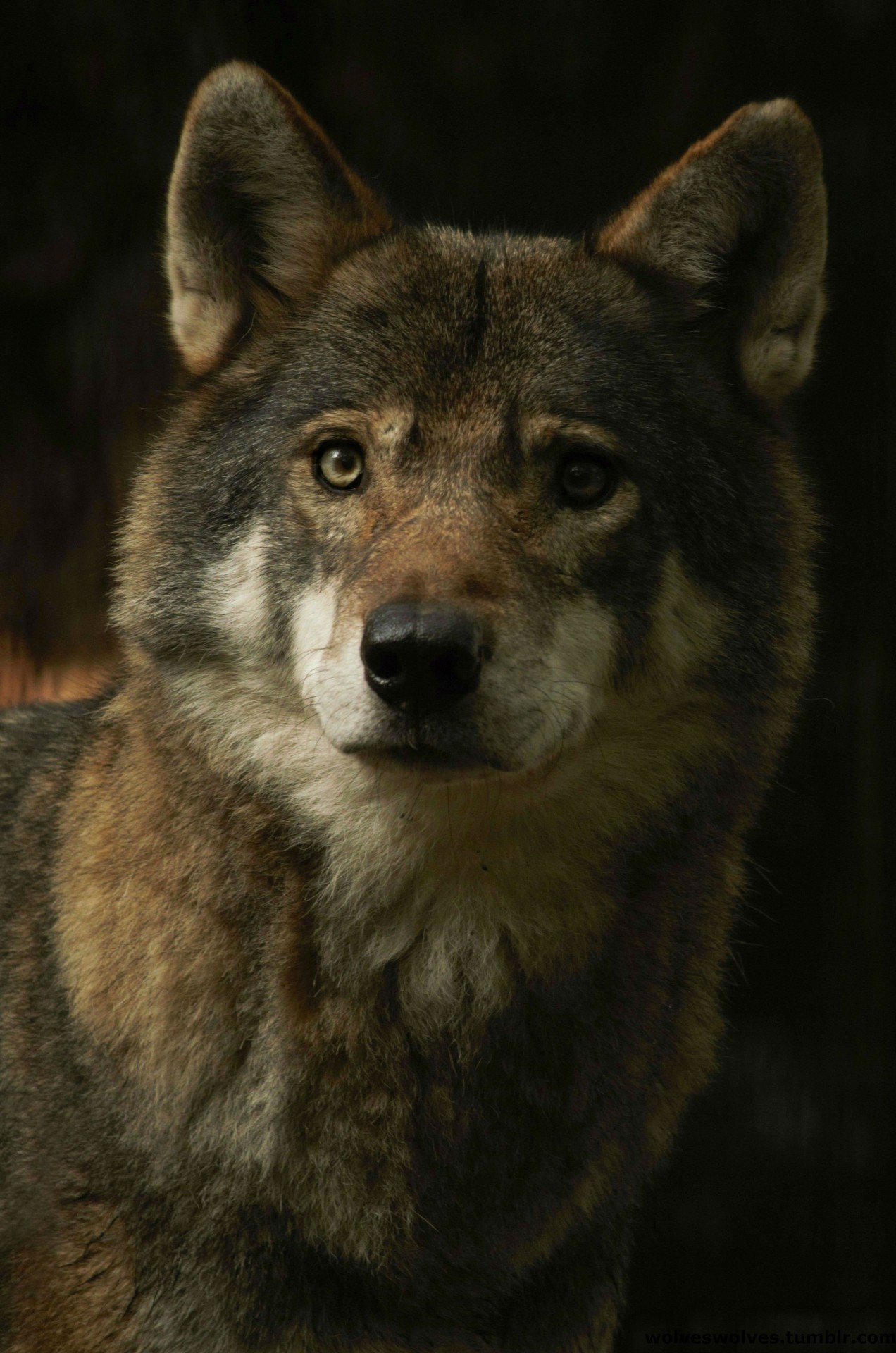 wolveswolves:
“European wolf (Canis lupus lupus) by wolveswolves
”