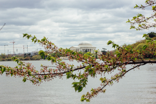 Tidal basin is one of the best spots to see cherry blossoms in DC