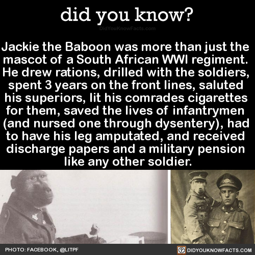 jackie-the-baboon-was-more-than-just-the-mascot