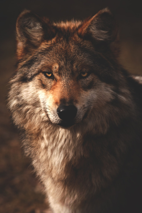 brown wolf on Tumblr