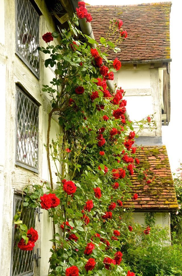pagewoman:
“ Brockhampton Estate, Herefordshire, England
”
There’s beauty in the simple,
in the flow of a sweeping vine,
in the perfection of a rose.
Enough to brighten a day,
to fill you with its scent,
to entice you with its passion.
To leave you...