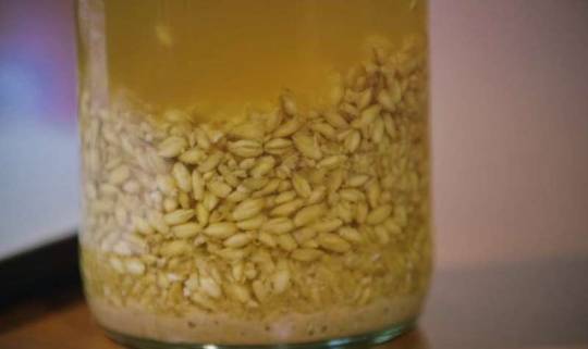 Students recreate 5,000-year-old Chinese beer recipe