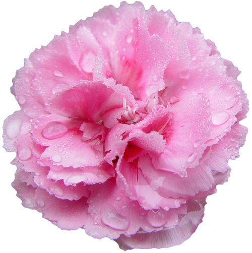 dark pink flower | Tumblr