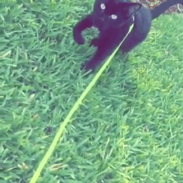 Черный кот на прогулке
