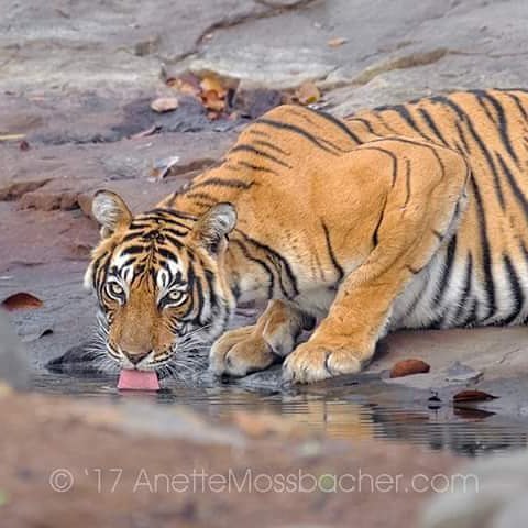 funnywildlife:
“Tiger Time at Ranthambore NP, India
by #wildographydudette @anette_mossbacher
More about this great trip you can find in my blog
http://www.anettemossbacher.com/bengal-tigers-indian-rhinos-with-a-bunch-of-great-people/
#Wildography...