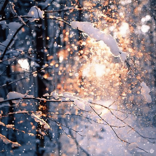 계절, 겨울, 눈, 나뭇가지