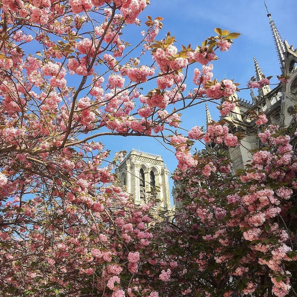 Blooms of Notre-Dame by Susan Owens.
