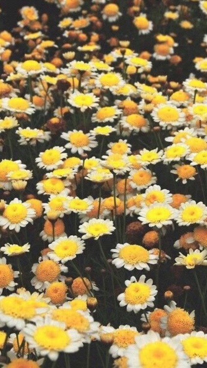 Sunflower wallpaper  Tumblr