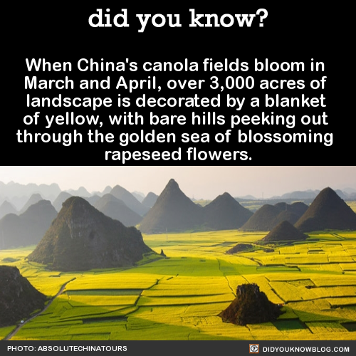 did-you-kno-when-chinas-canola-fields-bloom-in