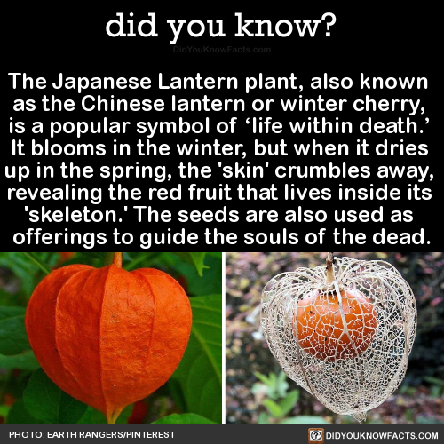 the-japanese-lantern-plant-also-known-as-the