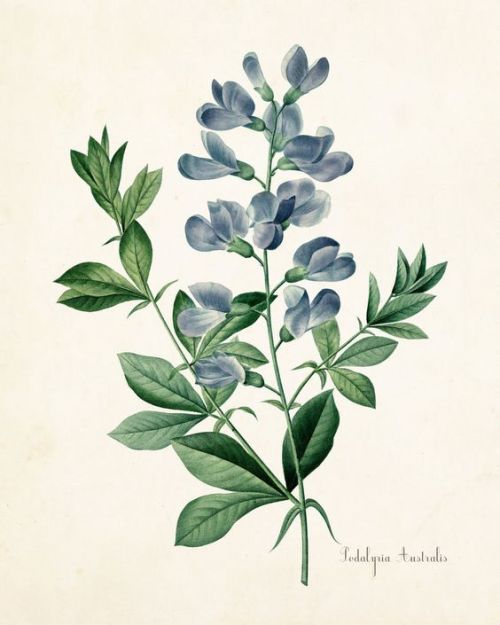 Vintage Botanical Illustration 19